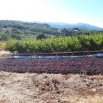 Αποξηραίνεται στον ήλιο