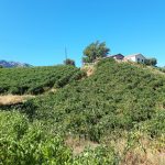 Δύσκολη και επίπονη καλλιέργεια