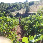 Τρύγος με κοφίνι