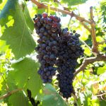 τσαμπιά λούζονται στον ήλιο